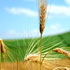 foto agricoltura