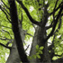 foresta