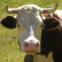 foto mucca