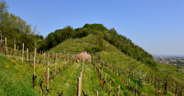 Le Colline di Conegliano Valdobbiadene - Paesaggio del Prosecco Superiore