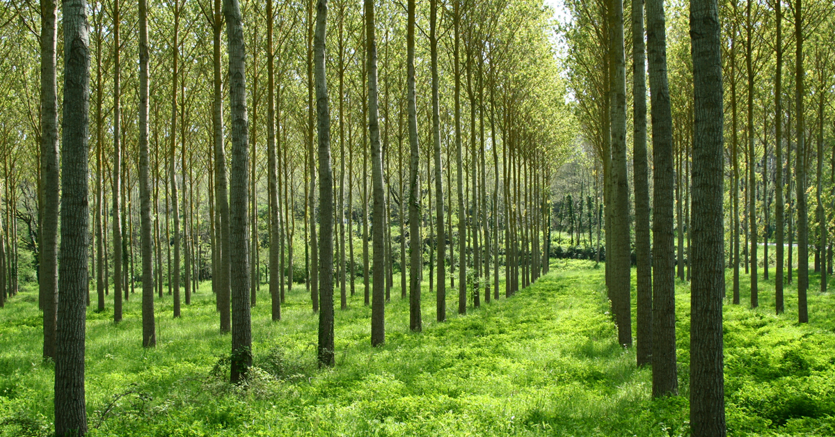 foresta di pioppi