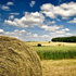 immagine paesaggio agricolo
