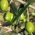 foto olive