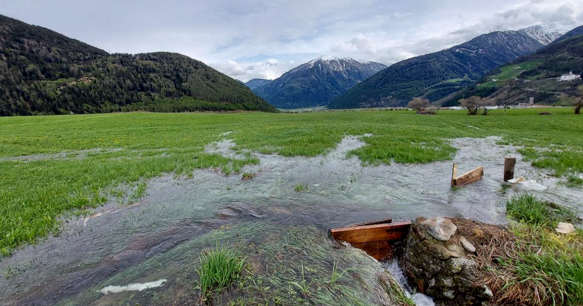 Irrigazione tradizionale tramite sistema di rogge, "Waale", sulla Landa di Malles, in alta Val Venosta (BZ)