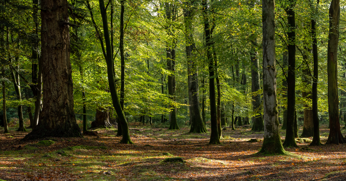 foresta
