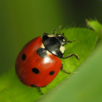 Coccinella septepunctata