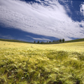 campo