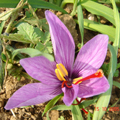fiore di zafferano