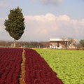 azienda agricola