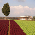 azienda agricola