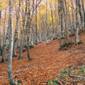 foresta