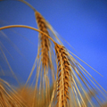 spiga di grano