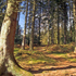 Foresta