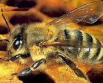 Apis mellifera