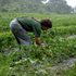 agricoltura e povert