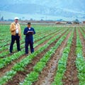 agricoltura