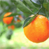 sicurezza alimentare