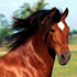 cavallo