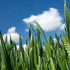 campo