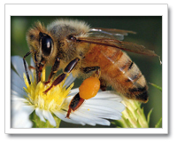 Apis Mellifera