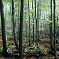 sottobosco