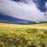 campo