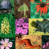 biodiversità