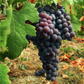 Grappolo d'uva