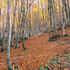 foresta