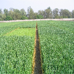 Campo di cereali