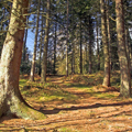 Foresta