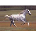 cavallo