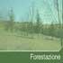 foto foresta