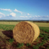 foto agricoltura
