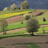 immagine campi coltivati