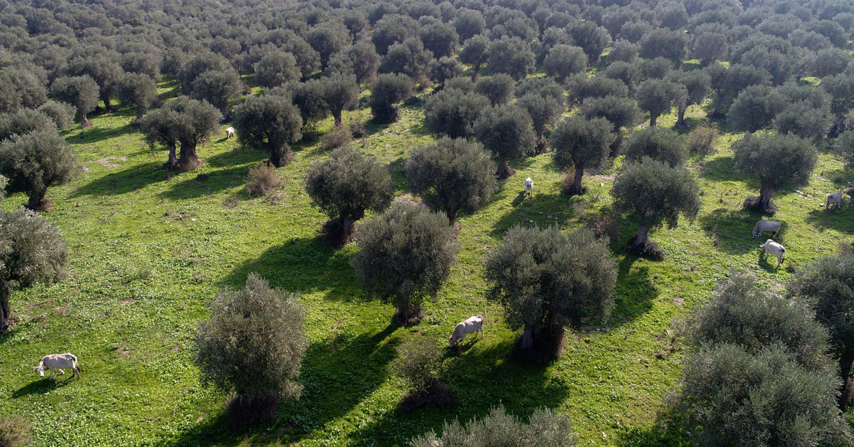 Paesaggio agrario di olivastri storici del FEUDO DI BELVEDERE