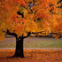 immagine albero