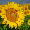 girasole