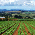 immagine di campo agricolo