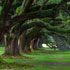immagine natura