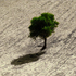 campo rurale con albero solitario