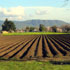 immagine campi coltivati