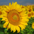 girasole