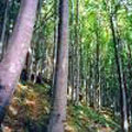 foreste