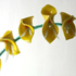 fiore 