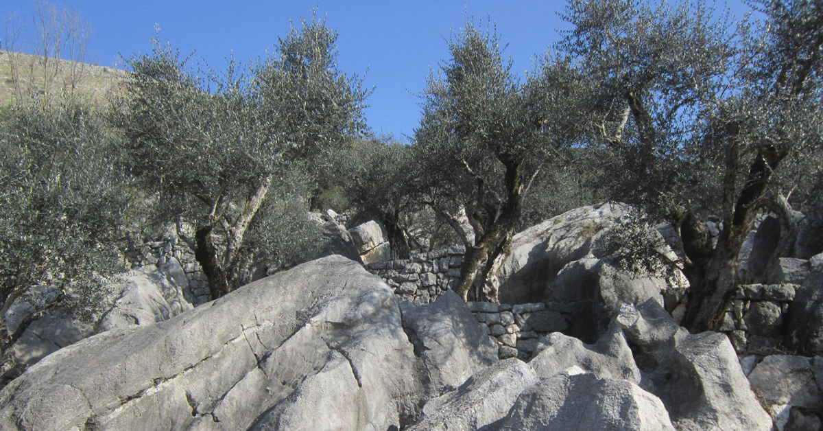 Oliveti terrazzati di Vallecorsa