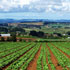 immagine di campo agricolo