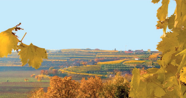 Colline vitate del Soave