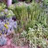 piante officinali