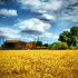 paesaggio agricolo